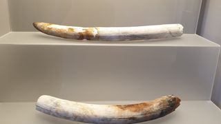 Two elephant tusks on display from the ship
