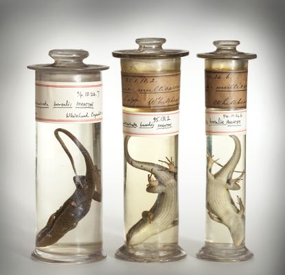The Natural History Museum Spirit Collection jars