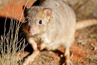 A boodie, or burrowing bettong. The species is increasing rapidly in fenced-off reserves.