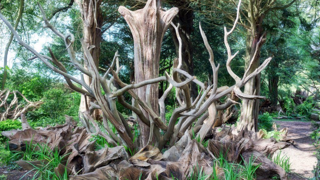 Artfully arranged tree stumps form a stumpery