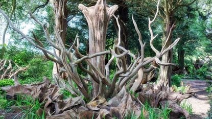 Artfully arranged tree stumps form a stumpery