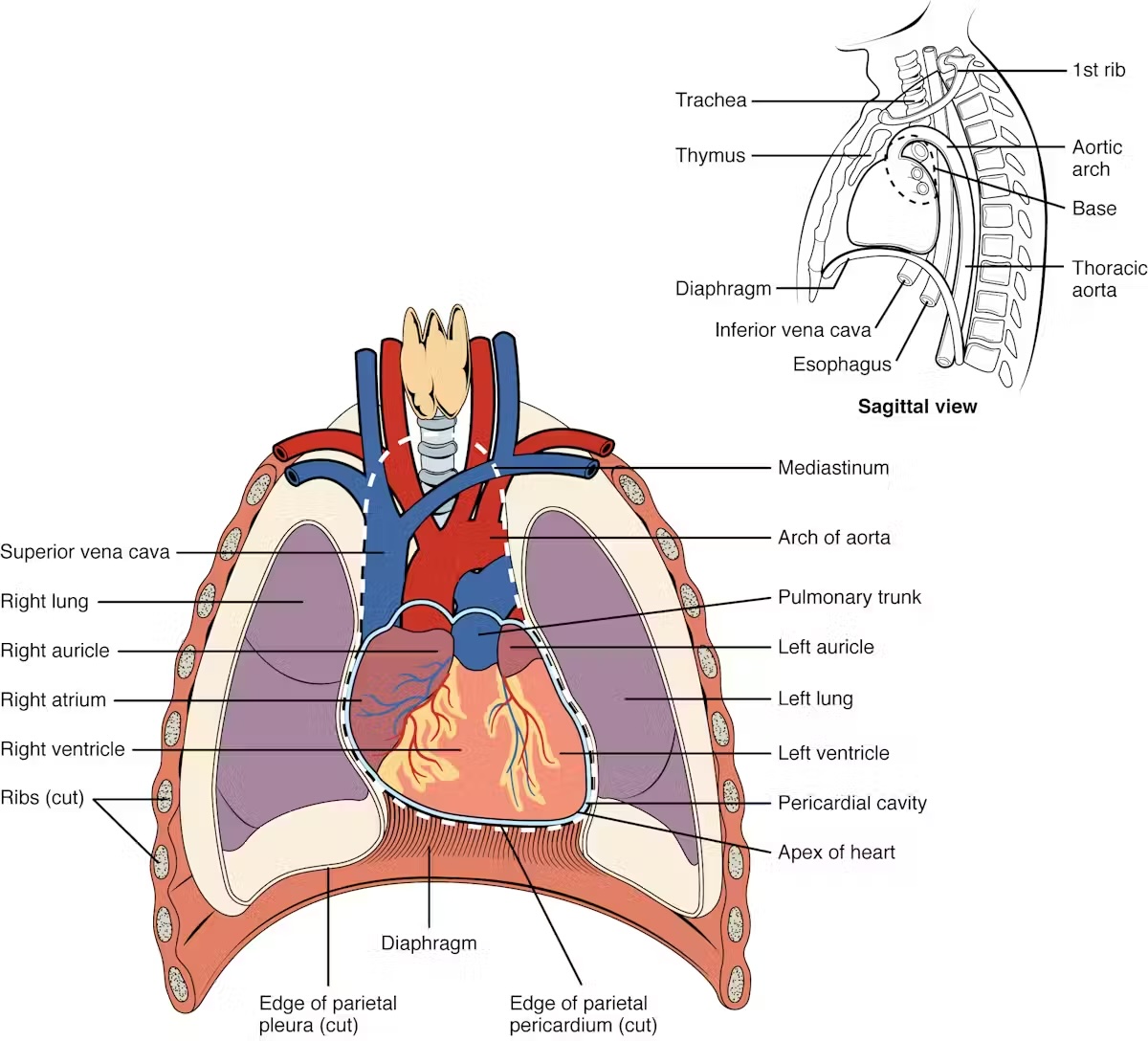 An illustration showing the location of the heart in the chest