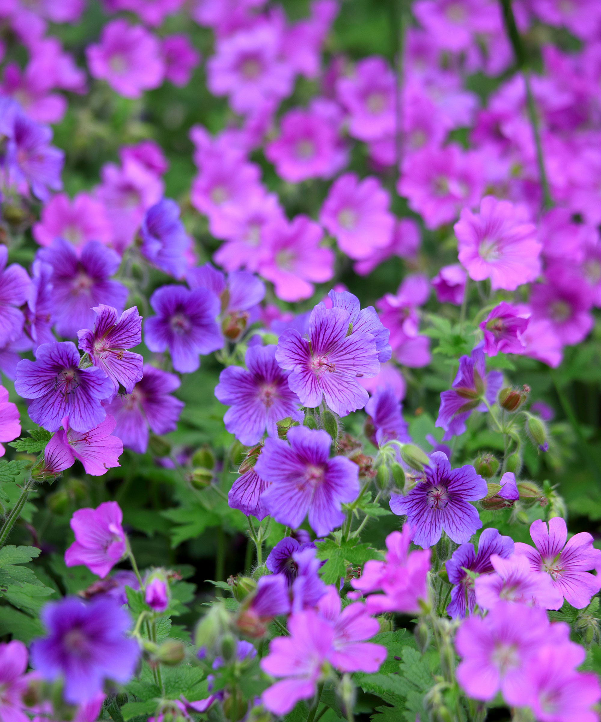 hardy geraniums with purple and pink flowers