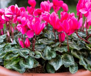 A winter container planted up with pink hardy cyclamen