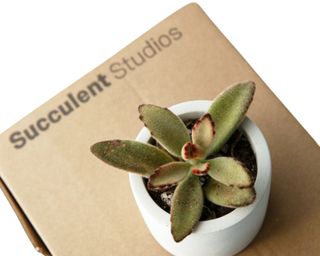 Succulent in white pot on cardboard box