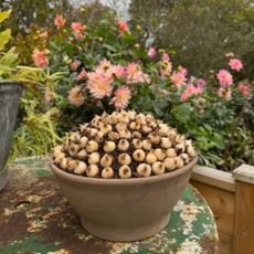 Spiral bulb planting technique by Michelle Washington-Jenkins
