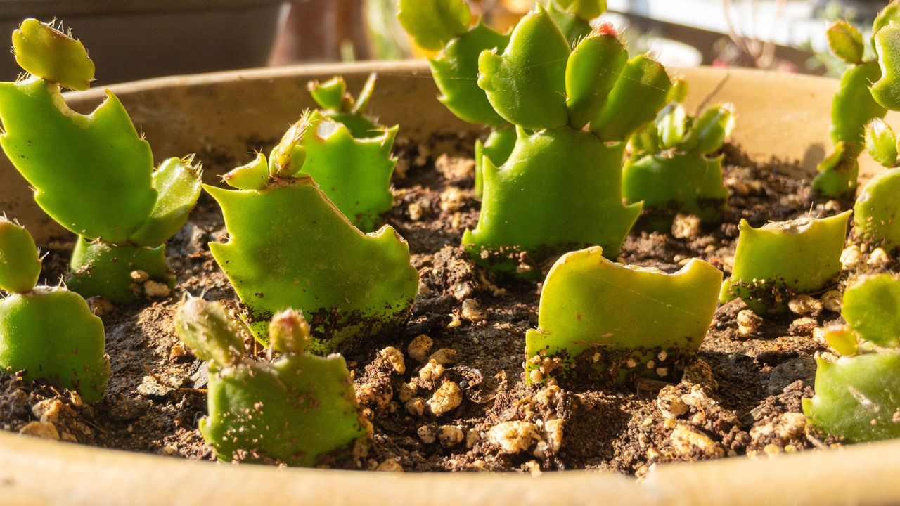 propagate a Christmas cactus Christmas cactus small plants closeup view