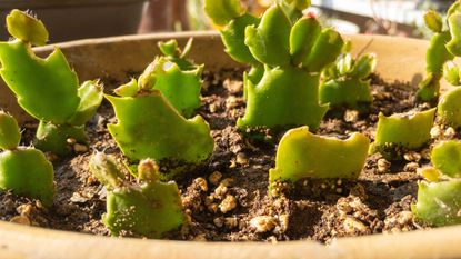 propagate a Christmas cactus Small flower buds on a potted Christmas cactus (Schlumbergera) 