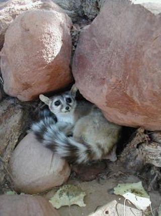 Ring-tailed cat lives in desert extremes