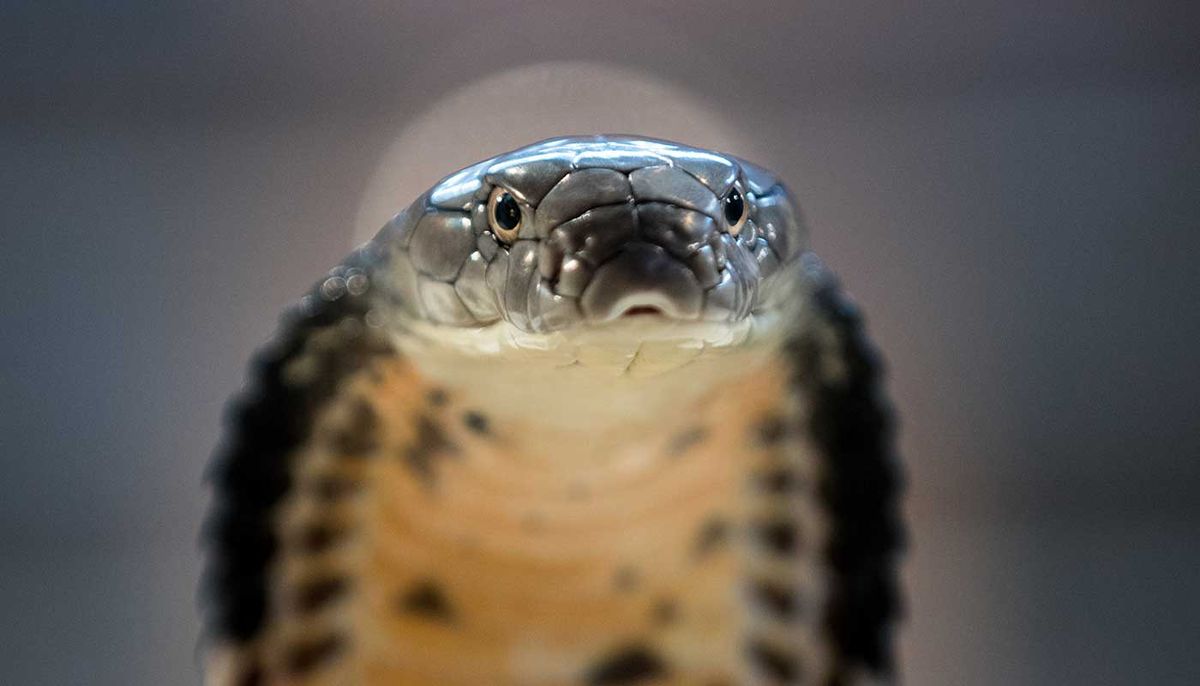 Twoheaded Cobra Snake High-Res Stock Photo - Getty Images