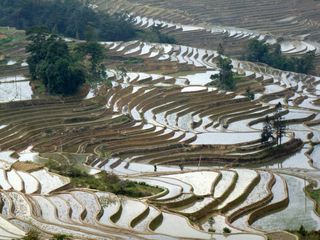 Rice paddy in China