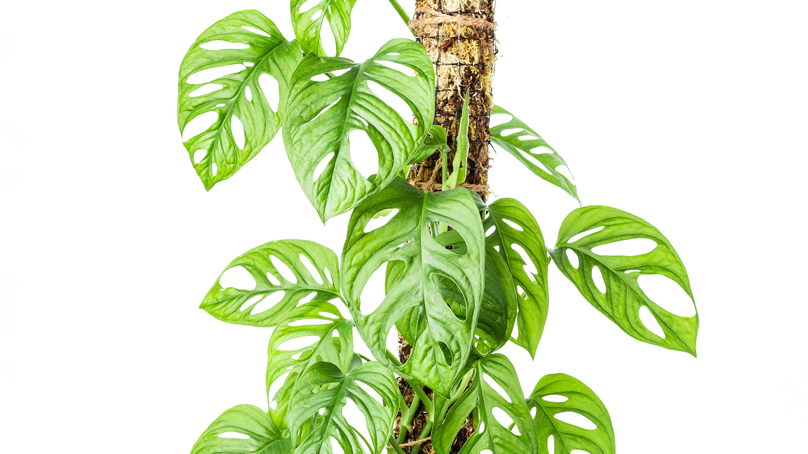 Monstera supported by moss pole