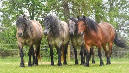 Balmoral-Estate-Highland-ponies.jpeg
