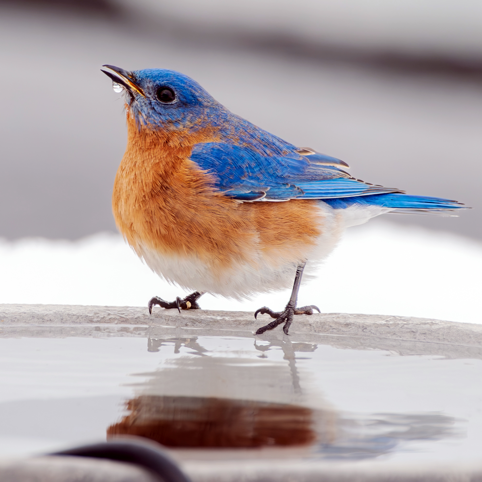 Bluebird drinking from heated birdbath in winter snow