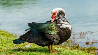Most unusual pets - Muscovy Ducks