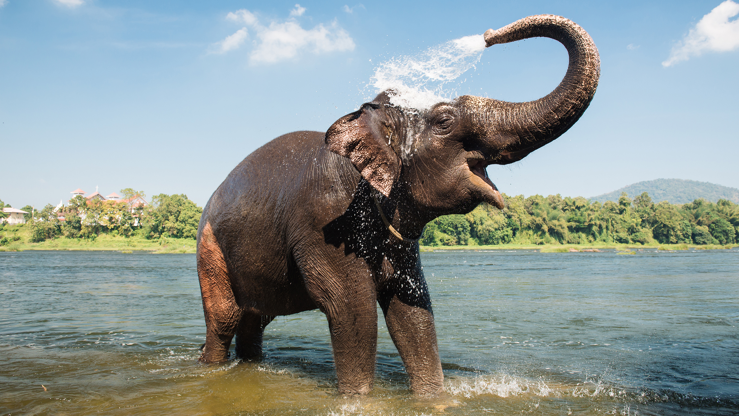 An elephant sprays itself with water in a river.