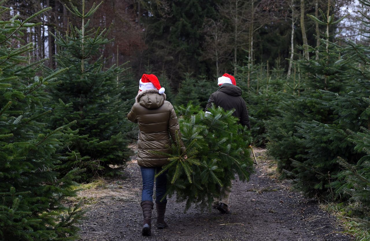 Getting Christmas trees in Germany.