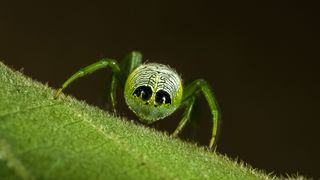 The rear end of Araneus praesignis, an orb-weaving spider found in Australia, displays prominent markings that look like eyes, earning it the common name "Alien Butt Spider."