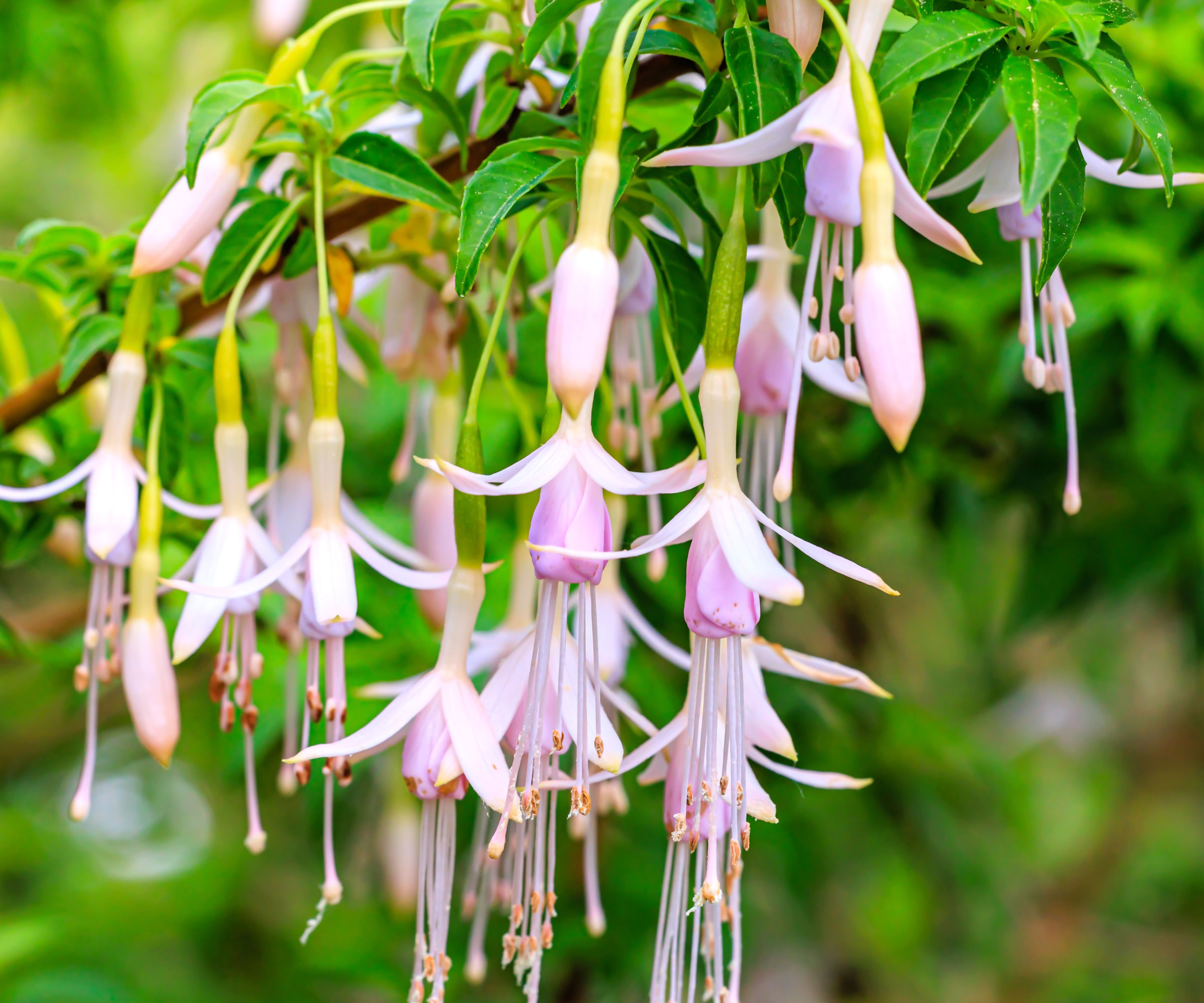 pale pink fuchsia flowers dangling from plant