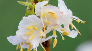 close up of fragrant Honeysuckle flower
