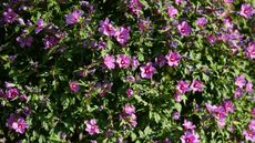 Rose of sharon blooming with pink flowers