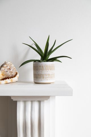 an aloe vera plant in a pot on a fireplace