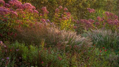 autumn flower border with ornamental grasses