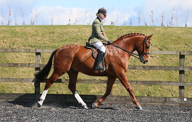 RIHS Hunter Championship 103 DARK WATERS DEJA VU ZARA OWEN