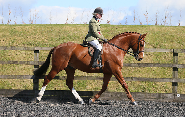 RIHS Hunter Championship 103 DARK WATERS DEJA VU ZARA OWEN