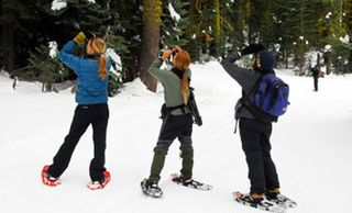 yosemite bird count