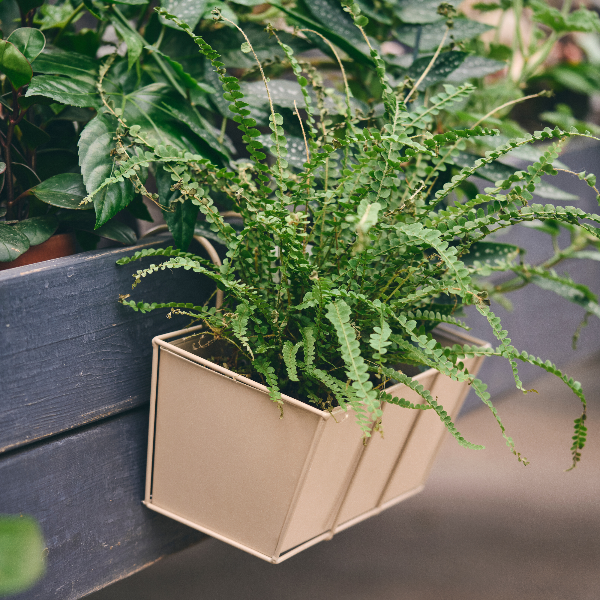 Balcony planter box with hooks