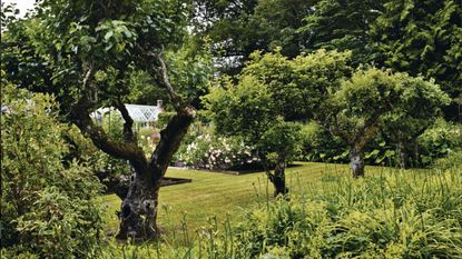 Apple and pear trees on grass lawn