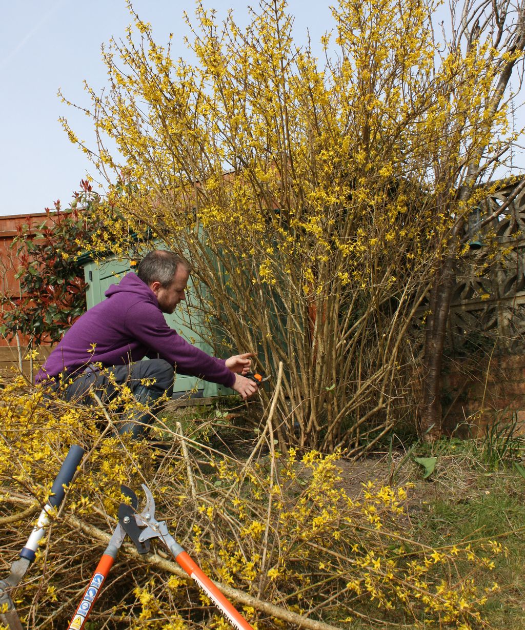 Pruning forsythia when and how to do it Gardeningetc