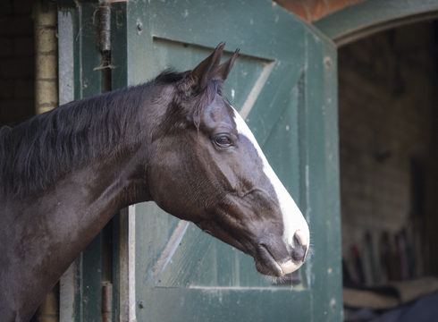 Horse head