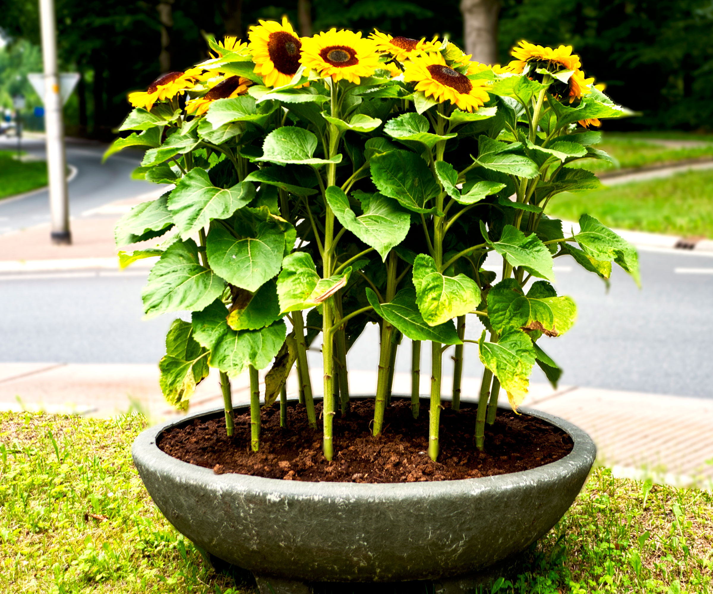 giant sunflower plants in bloom growing in large container