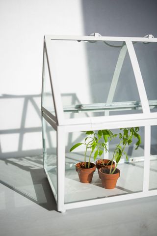 Small tomato plants in terracotta pots inside a small portable greenhouse