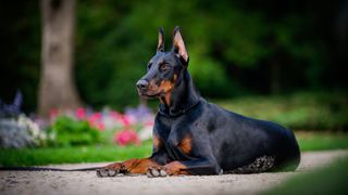 Doberman facts: Doberman sitting down in the park