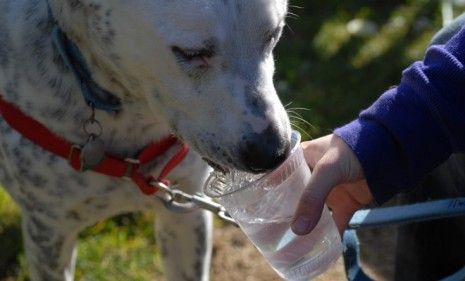 Sure it looks messy, but a dog&amp;#039;s approach to drinking employs the same elegant physics as a cat&amp;#039;s.