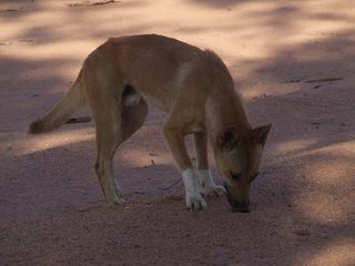 A dingo sniffing a cat trail.
