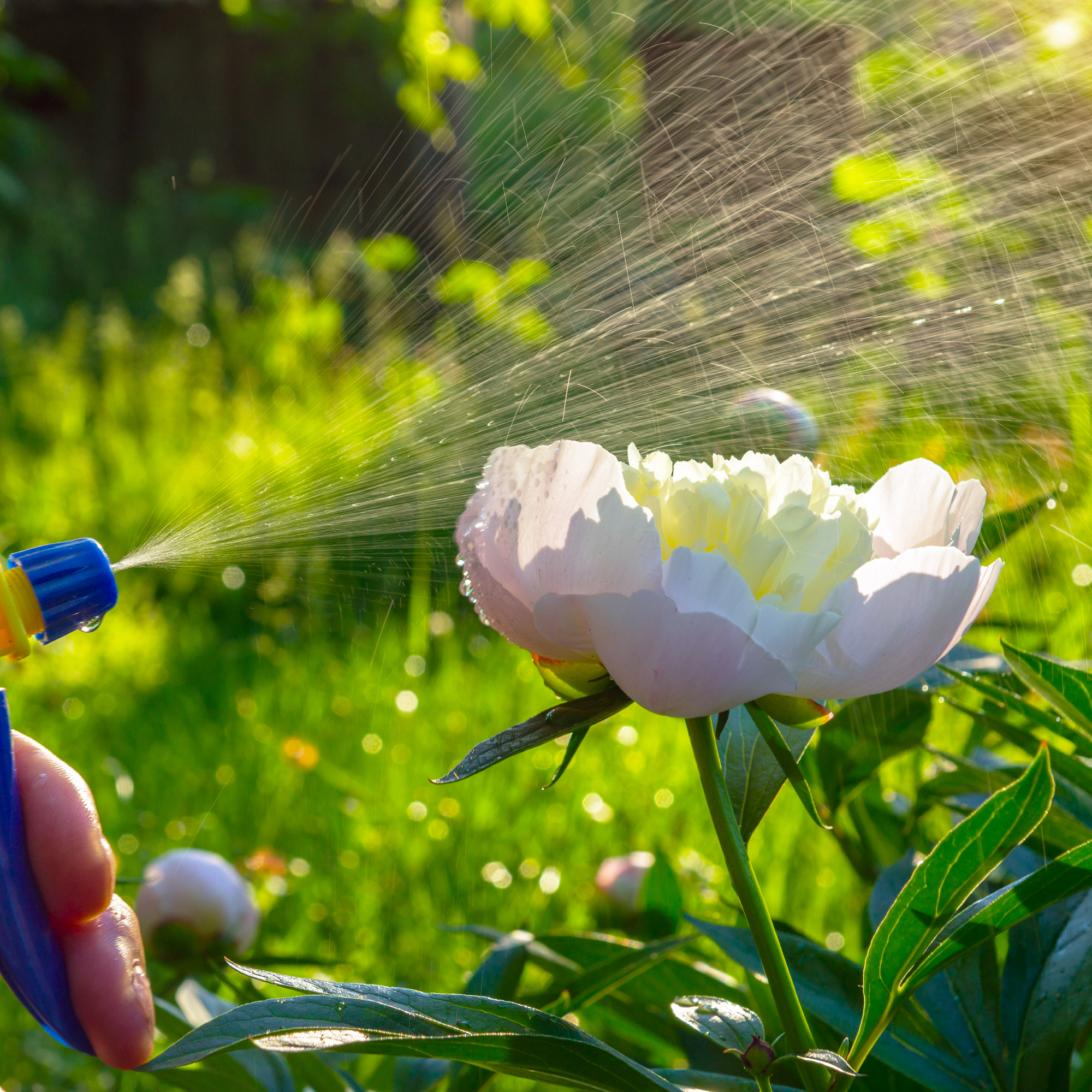 peony bloom being sprayer with bottle