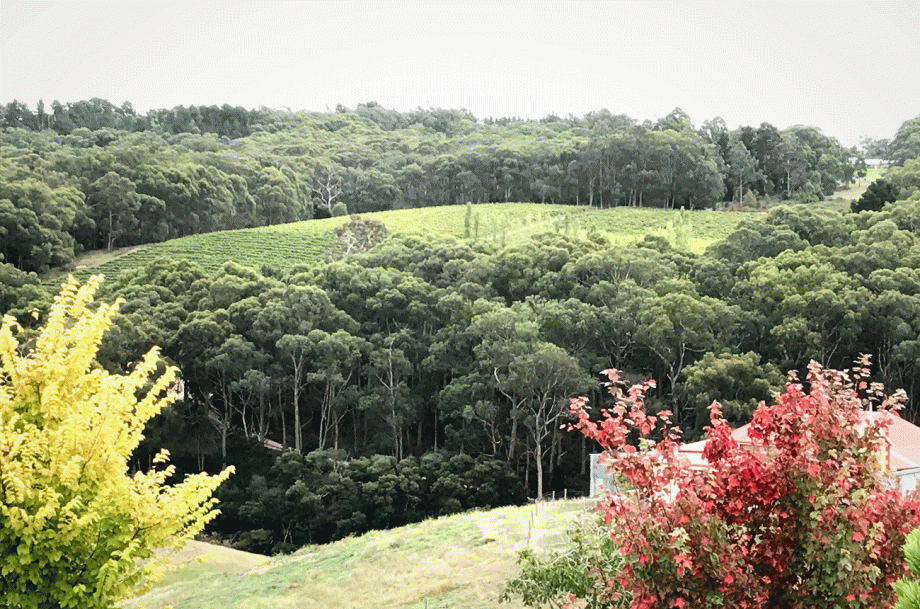Adelaide Hills Shiraz - Michael Hall Wines