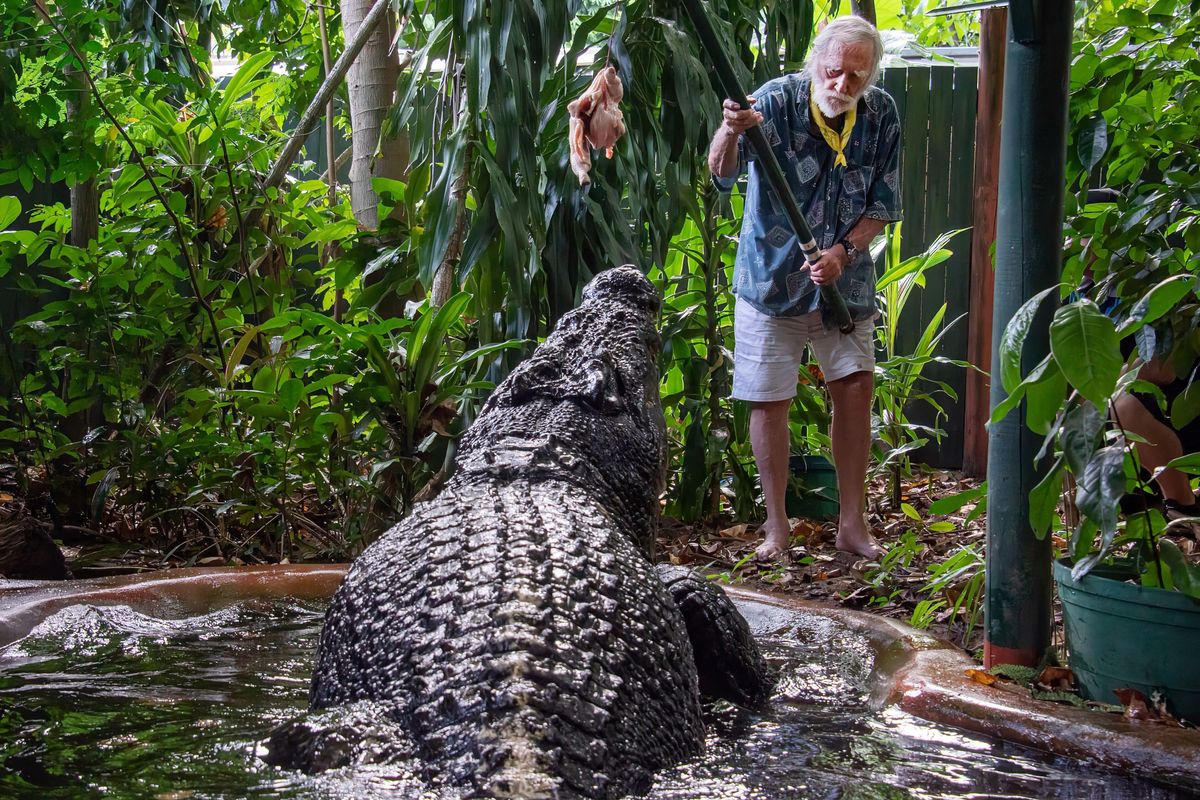 Cassius, the world's biggest captive crocodile, may have been over 120 ...