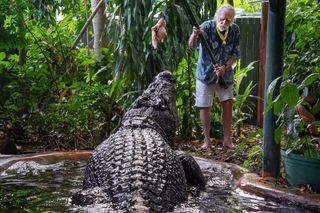 A person hanging raw meat from a pole to feed a saltwater crocodile.