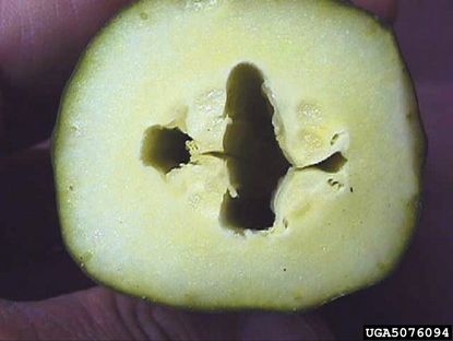 Cut Open Cucumber With Hollow Middle
