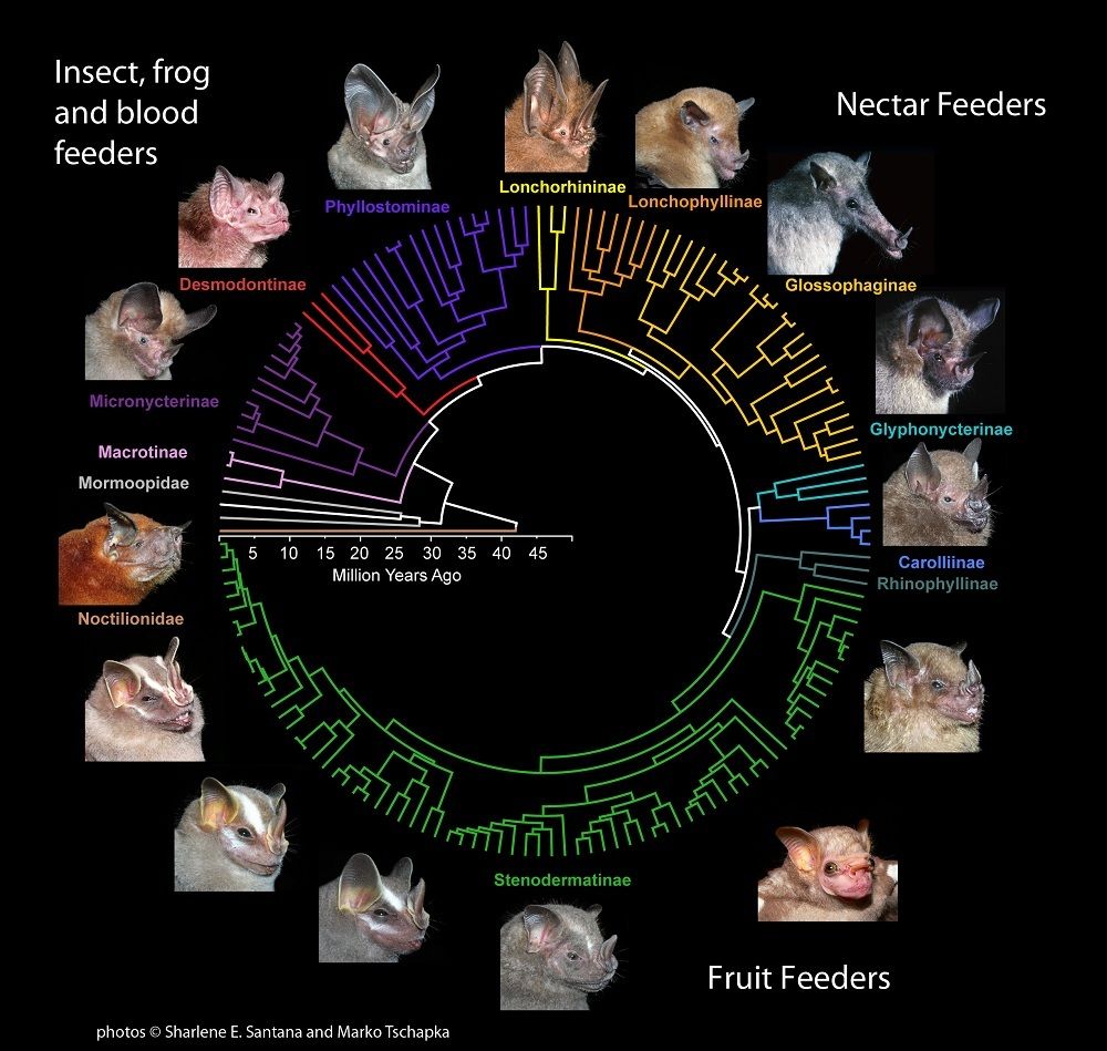 Short Snouts Gave Fruit Bats a Forceful Bite Live Science