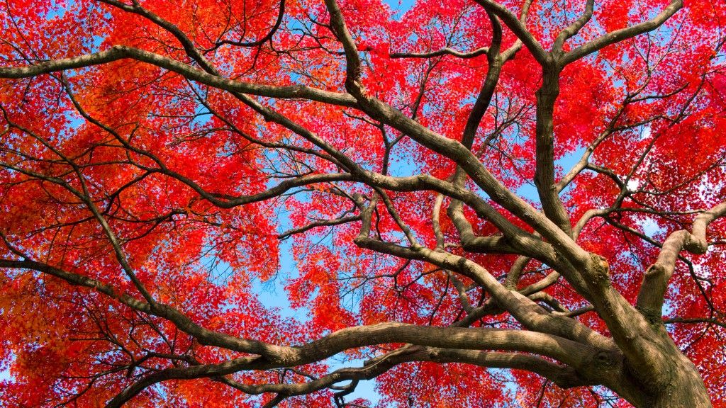 A view up to the canopy of a red Japanese maple tree