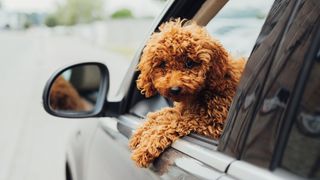 Toy poodle travelling in a car