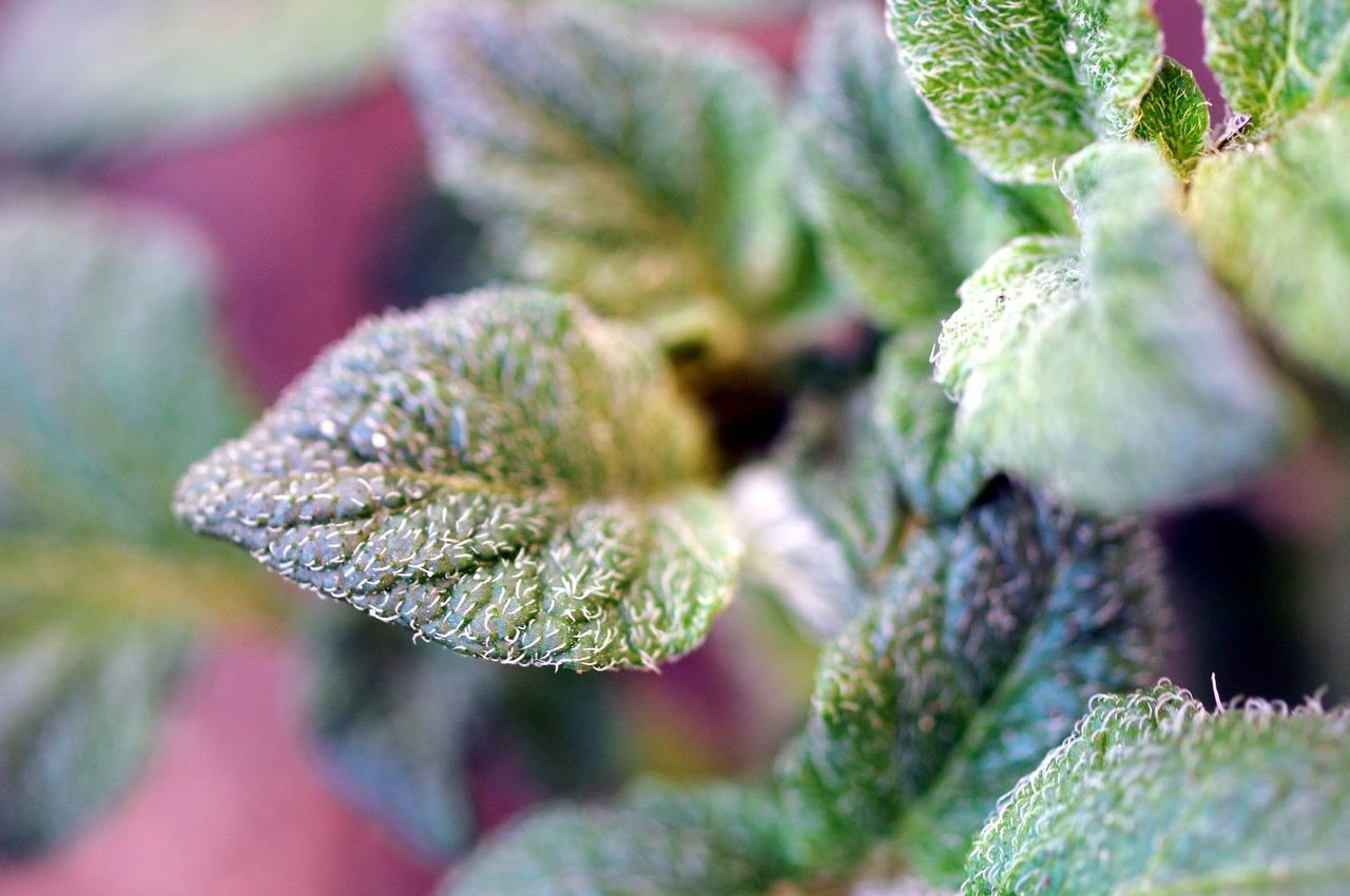 Potato Plant With Hairy Leaves