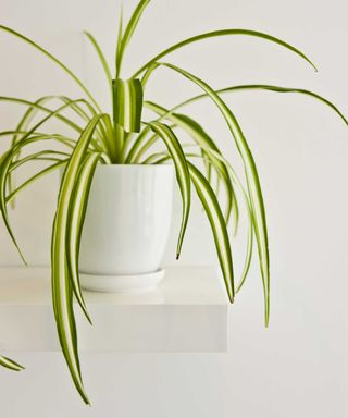 spider plant in white pot
