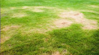 Brown sunburned grass on a green lawn